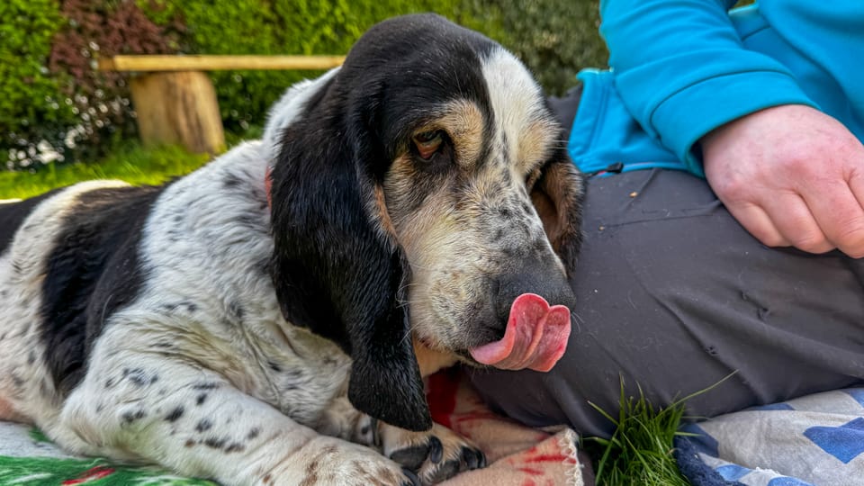 Morning Pages | 22 April 2026