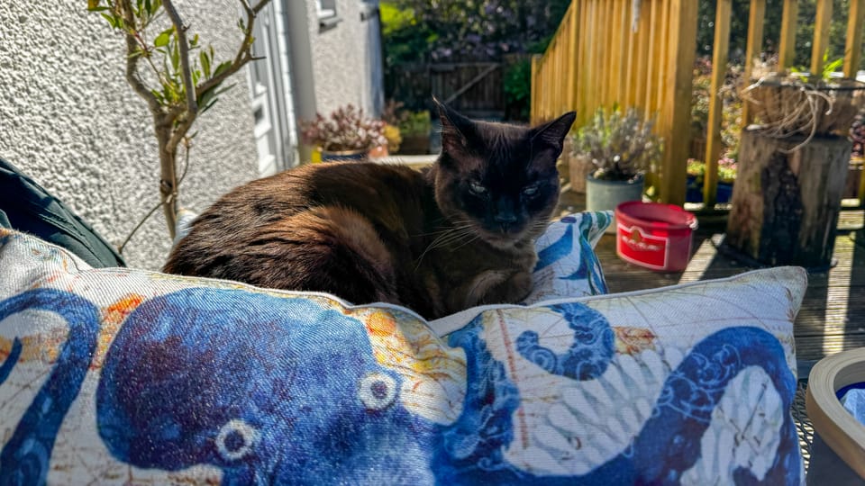 Morning Pages | 29 April 2026